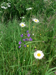 Field flowers
