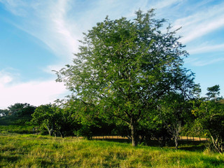 Obraz premium Paisagem real do campo