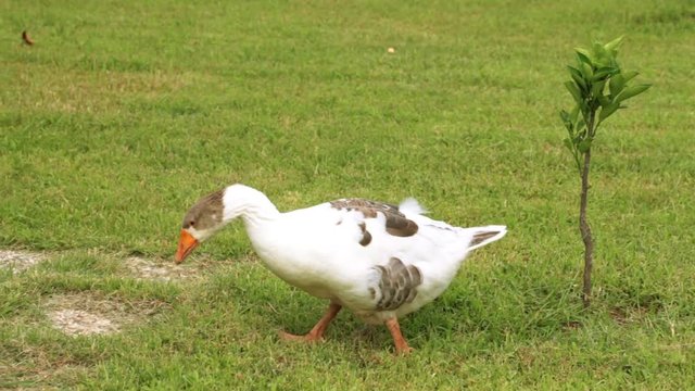 Lonely goose on the grass. Geese on the green meadow. Geese, farm, agriculture.