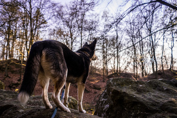 Husky im Teutoburger Wald