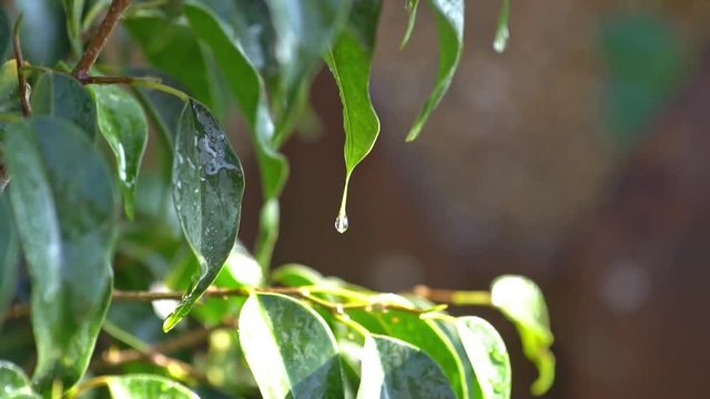 Many changes of focus close-up raindrop on green leaf of Ficus benjamina raindrops in detail, Sunny day after the storm