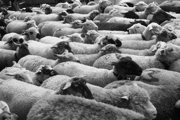 Fototapeta premium moutons