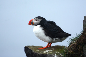 Papageitaucher in den Westfjorden