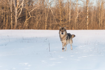 Fototapeta na wymiar Grey Wolf (Canis lupus) Runs Forward