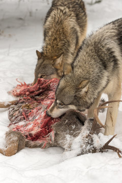 Fototapeta Grey Wolves (Canis lupus) Look Up From Feeding