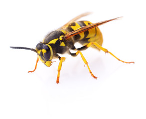 Wasp isolated on white.