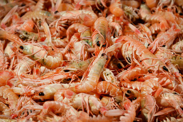 Scampi or Norway lobsters seafood at the fish market