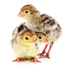 Chicken turkeys isolated