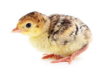 Chicken turkey isolated