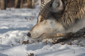 Grey Wolf (Canis lupus) Head to Ground