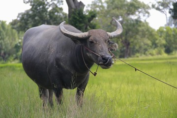 Obraz premium Buffalo is a four-foot animal that feeds on long, spiky, and spiked cats. Grass is a food to live in a rural outdoor field.