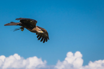 Freiheit: Steinadler im Flug