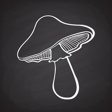 recommend clip art: Doodle of edible mushroom on blackboard background. Vector illustration. Organic food. Hand drawn sketch of mushroom for menus, signboards, showcases