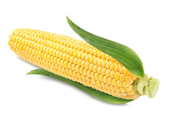 Corn on white background