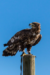 Steinadler
