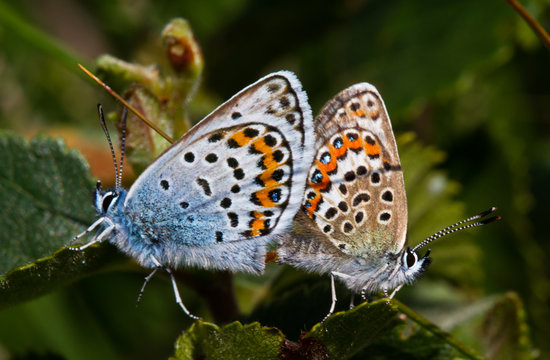 Two mating Silver-studded blue butterflies