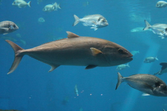 tuna - bluefin tuna swimming underwater background, known as  Atlantic bluefin tuna (Thunnus thynnus) , northern bluefin tuna, giant bluefin tuna or tunny. stock, photo, photograph, image picture 