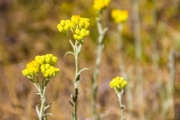 Obraz premium Helichrysum arenarium on meadow