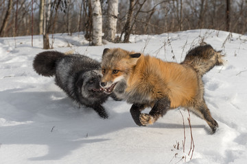 Amber Phase Red Fox (Vulpes vulpes) Runs With Silver Fox