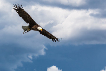 Weißkopfseeadler auf Beutezug