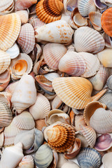 Variety of seashells