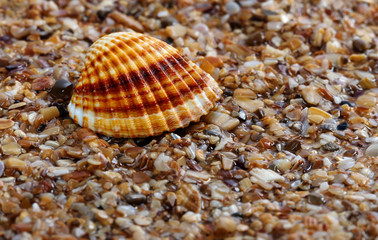 Seashell anadara on wet sand
