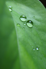 Macro shot of water droplets on the vibrant color green leaf, vertical photo with selective focus 