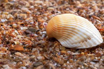Seashell on wet sand