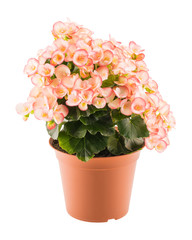 Pink begonia in the flowerpot