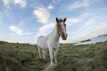 Obraz na płótnie Canvas Horse standing in a grassland water meadow