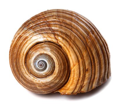 Seashell of very large sea snail (Tonna galea or giant tun)