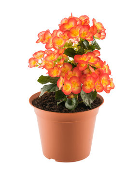 Bright begonia in the flowerpot