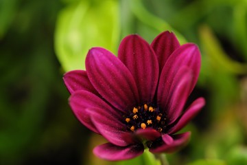 Fototapeta premium Beautiful pink flower in summer garden view 