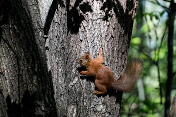 squirrel in park