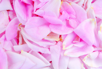 The best beautiful tender romantic floral pastel composition: pink rose petals.Texture, background 