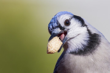 American blue jay 