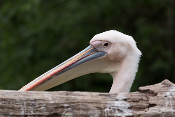 Great White Pelican
