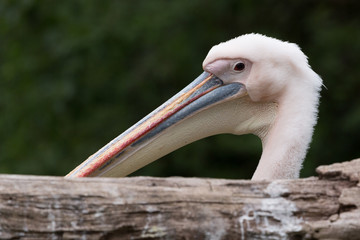 Great White Pelican