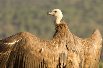 Griffon vulture. Gyps fulvus