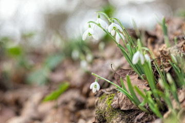 Quelques Perce-neige