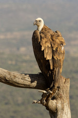 Griffon vulture. Gyps fulvus