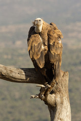 Griffon vulture. Gyps fulvus