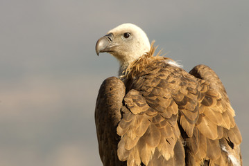 Griffon vulture. Gyps fulvus