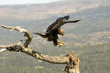 Golden Eagle. Aquila chrysaetos