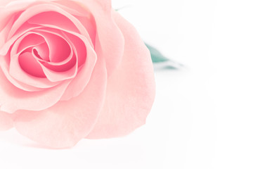 Fototapeta na wymiar Rose flowers 