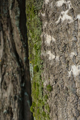 Old wood tree bark texture with green moss and another tree bark on background/ wooden texture