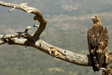Golden Eagle. Aquila chrysaetos