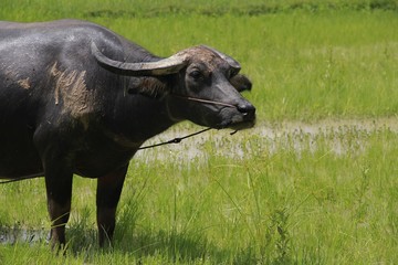 Obraz premium Buffalo is a four-foot animal that feeds on long, spiky, and spiked cats. Grass is a food to live in a rural outdoor field.