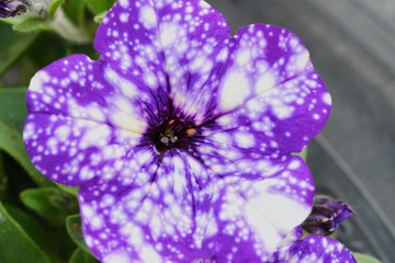 Beautiful purple Petunia in the summer garden 