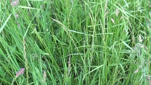 Cocksfoot Dactylis glomerata green grass in summer field motion vertical panorama camera shutting footage with steadicam